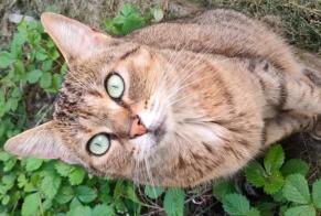 Disappearance alert Cat Female, 7 years La Chartre-sur-le-Loir France