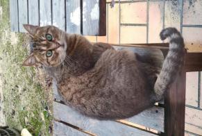 Disappearance alert Cat Female, 7 years La Chartre-sur-le-Loir France