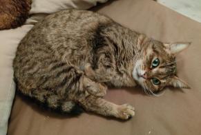 Disappearance alert Cat Female, 7 years La Chartre-sur-le-Loir France