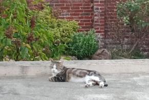 Disappearance alert Cat Male, 9 years Beauvais France