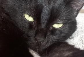 Disappearance alert Cat Male, 5 years Yvré-l'Évêque France