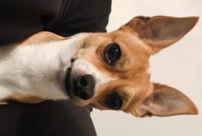 Disappearance alert Dog miscegenation Male, 7 years Savigny-sur-Orge France