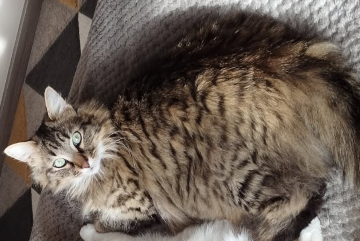 Disappearance alert Cat Male, 5 years Niort France