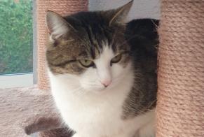Disappearance alert Cat  Female , 6 years Gainneville France