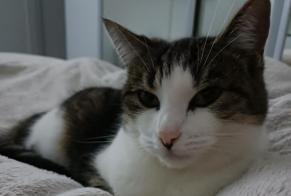 Disappearance alert Cat  Female , 6 years Gainneville France