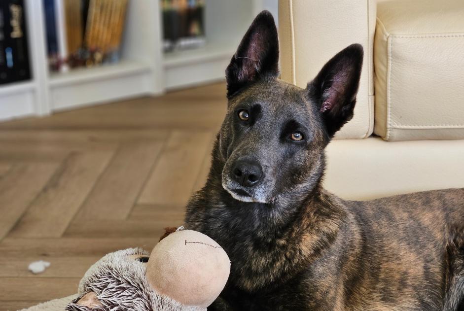 Disappearance alert Dog  Female , 5 years Le Tâtre France