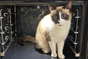 Disappearance alert Cat miscegenation Male, 6 years Villennes-sur-Seine France