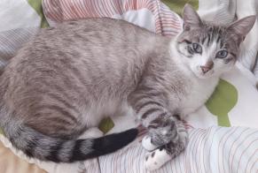 Disappearance alert Cat miscegenation Male , 3 years Remiremont France