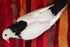 Disappearance alert Bird Female , 2026 years Savigny-le-Temple France