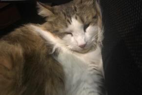 Disappearance alert Cat miscegenation Male, 4 years Lherm France