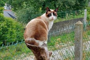 Disappearance alert Cat Female, 36 years Romorantin-Lanthenay France