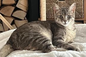 Disappearance alert Cat Male, 3 years Lingolsheim France
