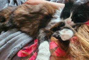 Disappearance alert Cat Female, 5 years Saint-Paul-lès-Dax France
