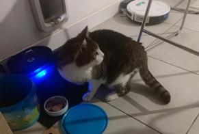 Disappearance alert Cat Male, 10 years Vernet France