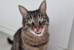 Disappearance alert Cat Male, 7 years Caluire-et-Cuire France