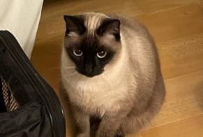 Disappearance alert Cat Female, 4 years Aubiet France