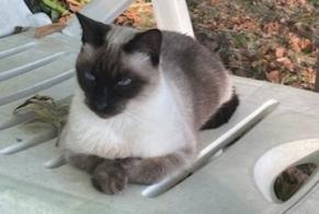 Disappearance alert Cat Female, 4 years Aubiet France