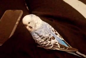 Disappearance alert Bird Male, 2026 years Sorgues France