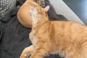 Disappearance alert Cat Male, 16 years Perpignan France