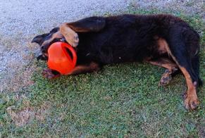 Disappearance alert Dog Male, 14 years Saint-Laurent-d'Arce France