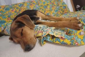 Disappearance alert Dog miscegenation Male, 2 years Saint-Jean-du-Gard France