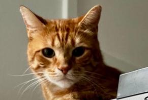 Disappearance alert Cat Male, 8 years Évreux France