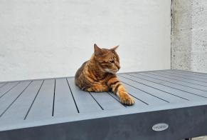 Disappearance alert Cat Male, 7 years Bordeaux France