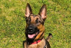 Disappearance alert Dog miscegenation Female, 2 years Courpière France