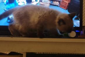 Disappearance alert Cat Male, 1 years Chennevières-sur-Marne France