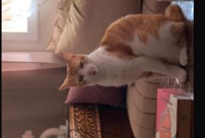Disappearance alert Cat miscegenation Male, 5 years Tavel France