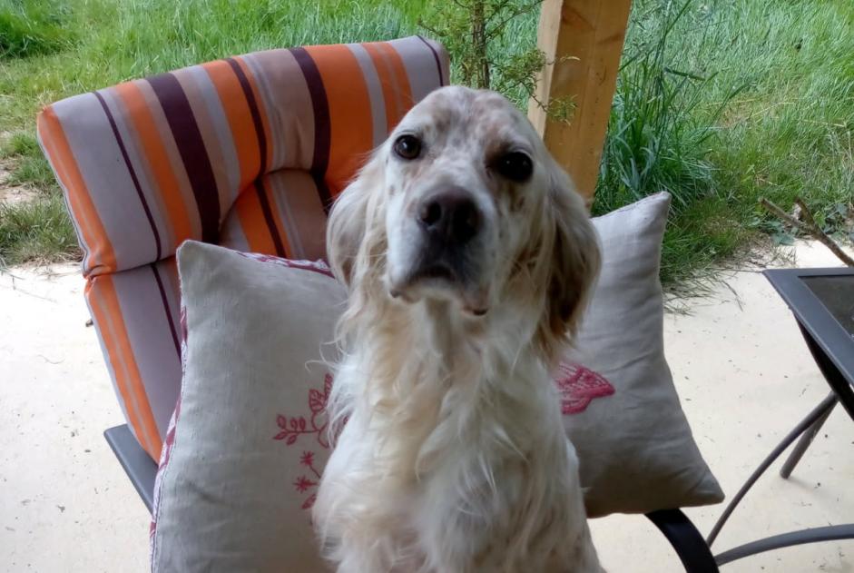 Disappearance alert Dog  Female , 6 years Momas France