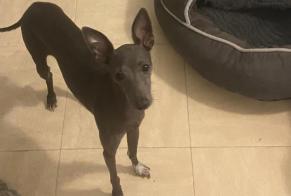 Disappearance alert Dog  Female , 2 years Puget-Théniers France
