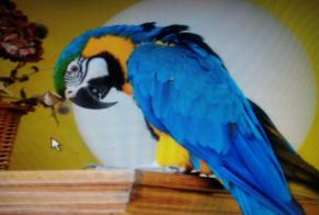 Disappearance alert Bird Male , 2026 years Jolimetz France