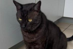 Disappearance alert Cat  Male , 10 years Laconnex Switzerland
