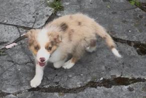 Disappearance alert Dog  Female , 1 years Belfort France