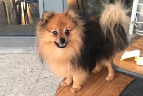 Disappearance alert Dog  Male , 10 years Mervent France