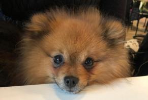 Disappearance alert Dog  Male , 10 years Mervent France