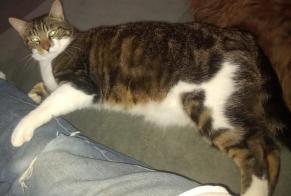 Disappearance alert Cat miscegenation Male , 6 years Médréac France