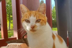 Disappearance alert Cat miscegenation Female , 1 years Urt France