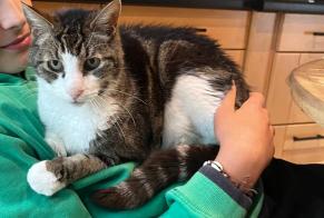 Disappearance alert Cat Male , 18 years Nieul-sur-Mer France