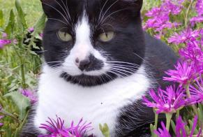Disappearance alert Cat  Female , 5 years Quintenas France