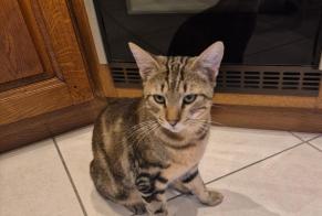 Disappearance alert Cat Male , 3 years Escornebœuf France