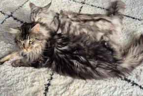 Disappearance alert Cat  Male , 3 years Laigné-Saint-Gervais France