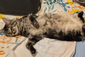 Disappearance alert Cat  Male , 3 years Laigné-Saint-Gervais France