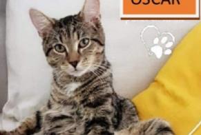 Disappearance alert Cat  Male , 9 years Escombres-et-le-Chesnois France