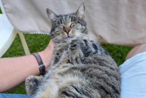 Disappearance alert Cat  Male , 9 years Escombres-et-le-Chesnois France