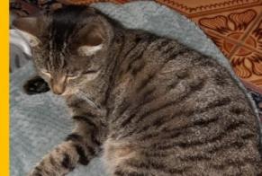 Disappearance alert Cat  Male , 9 years Escombres-et-le-Chesnois France