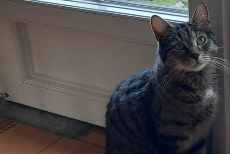 Disappearance alert Cat  Male , 9 years Escombres-et-le-Chesnois France