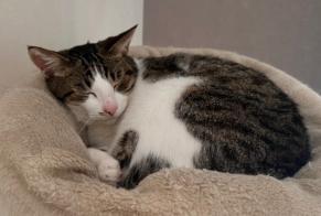 Disappearance alert Cat miscegenation Male , 6 years Serris France