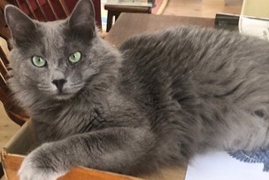 Disappearance alert Cat  Male , 4 years La Chapelle-en-Vexin France